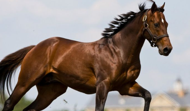 Jenis-Jenis Kuda Terbaik untuk Olahraga Balap